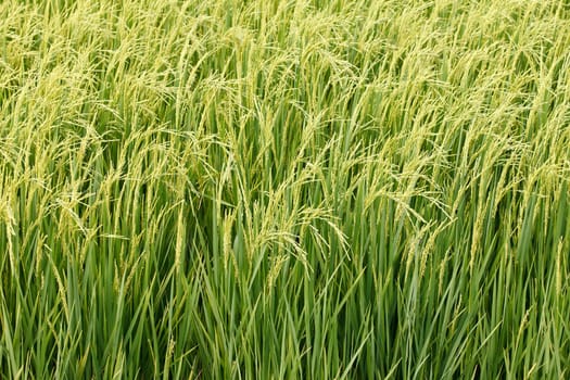 close up of green paddy rice in field.