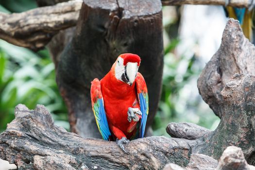 Red macaw sitting on branch  in Safari Park, Thailand.
