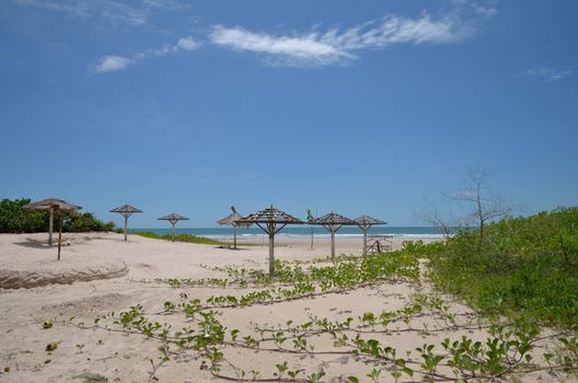 beach with plants on the sand