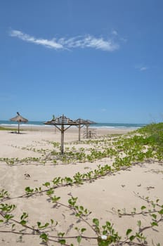 beach with plants on the sand