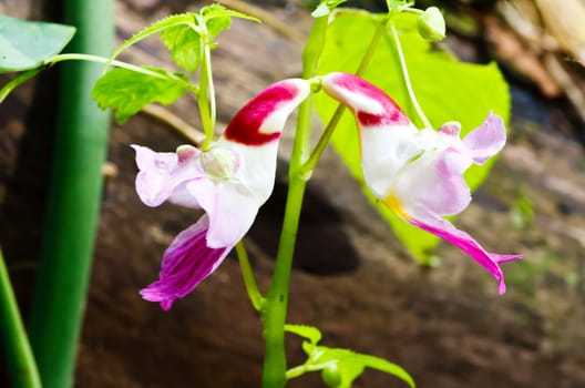 The rare parrot flower in garden, Thailand.