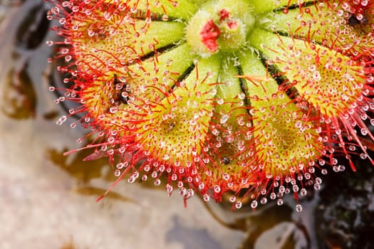 Drosera tokaiensis Carnivorous Plant That Eating Insect
