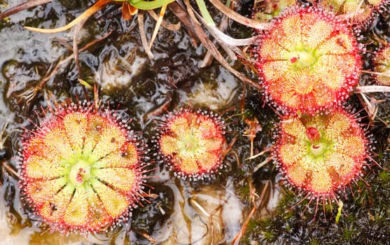 Drosera tokaiensis Carnivorous Plant That Eating Insect
