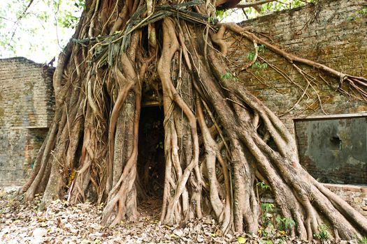 Root of old tree in the temple, Thailand.