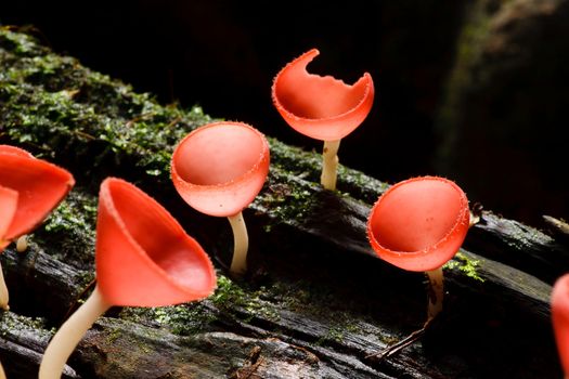 Orange mushroom or Champagne mushroom in rain forest, Thailand.