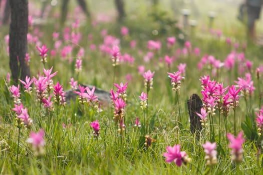 Pink field of Siam tulip at Chaiyaphum Province, Thailand.