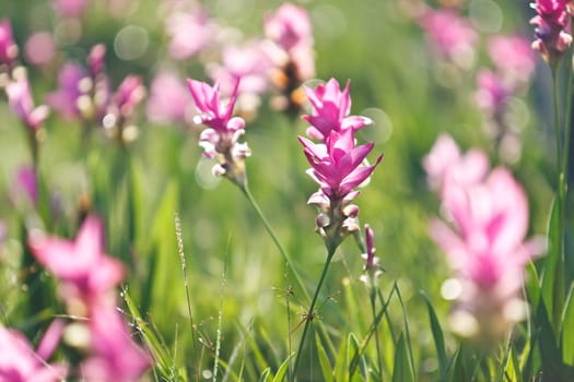 Pink field of Siam tulip at Chaiyaphum Province, Thailand.