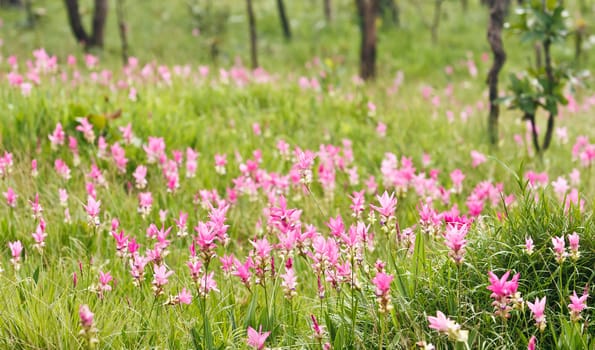 Pink field of Siam tulip at Chaiyaphum Province, Thailand. 