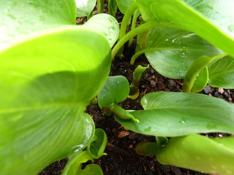 new green leaves of a calla lily