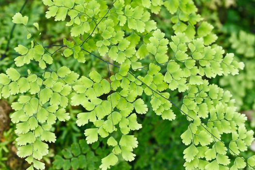 Fern plants cover the ground of the natural forest.