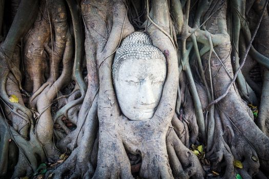 Head of Sandstone Buddha in The Tree Roots at Wat Mahathat, Ayutthaya, Thailand