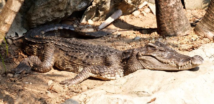 Dangerous crocodiles in a farm, Thailand