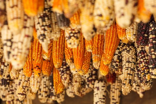 Beautiful  ear of corn in Sapa, Vietnam