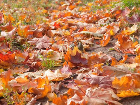 Fallen maple leaves laying on the ground closeup