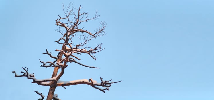 Old tree on blue sky background 