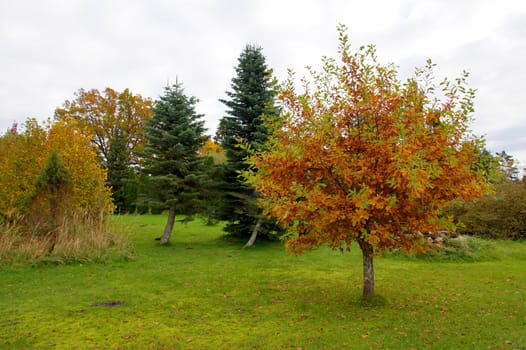 Colourful tree on a background of trees