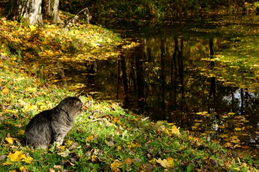 The grey cat sits on coast of a pond