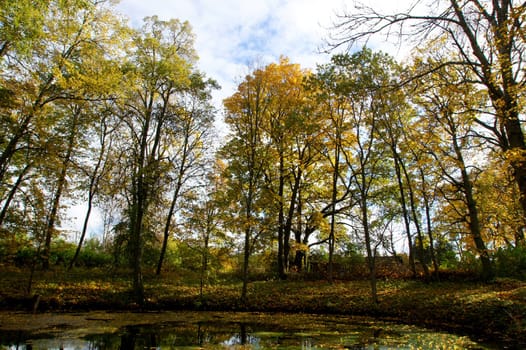 Lake and trees on a background of the sky