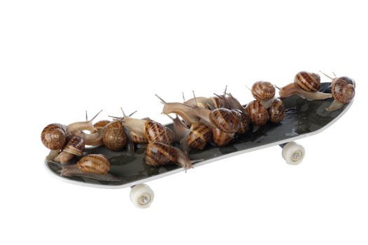 Snails are moving much faster with the aid of roller skates.