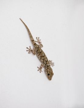 Young brown and green gecko on white wall