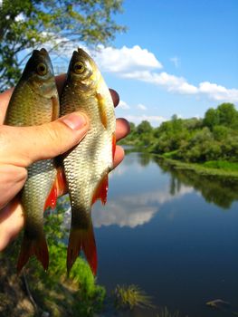 The image of two caught ruddes in a hand