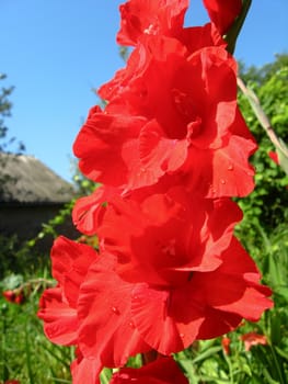 a beautiful and bright flower of red gladiolus