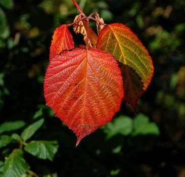 Bright red autumnal bramble leaf in sunshine