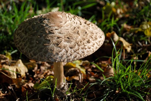 Texture of a shaggy parasol mushroom cap