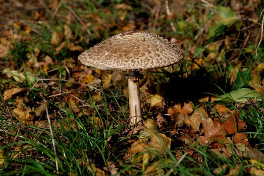 Large mushroom surrounded by grass and autumn leaves