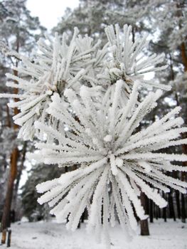 The image of branches of needles of a pine in hoarfrost