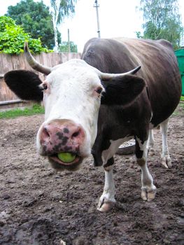 The image of cow chewing an apple