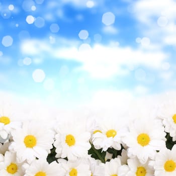 Colourful background with white and yellow camomiles