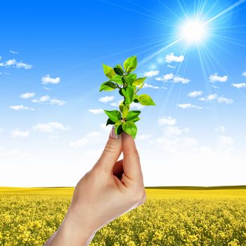 Hands holding green sprouts and sunny sky