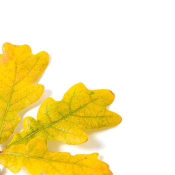 Yellow autumn leaf oak isolated on white background
