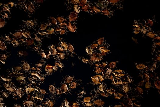 Autumnal colored beach tree leaves and pine needles form a pattern on dark space.