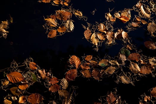 Autumnal colored beach tree leaves and pine needles form a pattern on dark space.