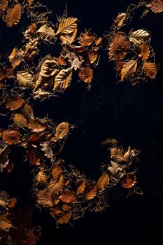 Autumnal colored beach tree leaves and pine needles form a pattern on dark space.