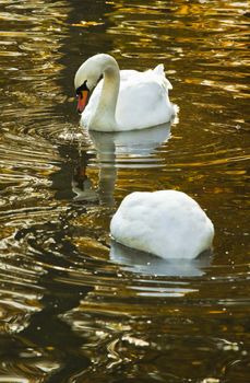 White mute swans or Cygnus olor in fall swimming in colorful reflection of trees in the water