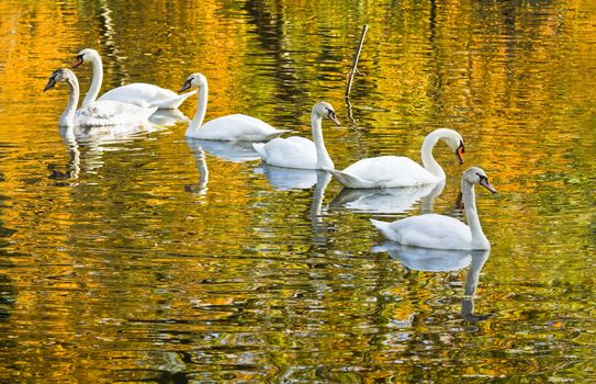 White mute swans or Cygnus olor with colorful reflection of autumn trees in the water