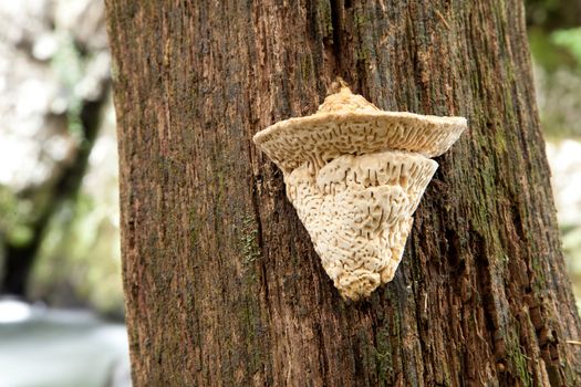 A young creamy colored maze gill, bracket, Datronia mollis, growing on the trunck of a dead oak tree.