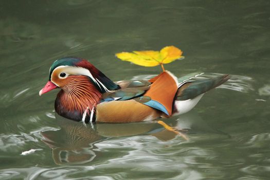 Mandarin duck floating on the water next to an autumn leaf