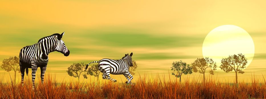 Zebras in the savannah by beautiful sunset