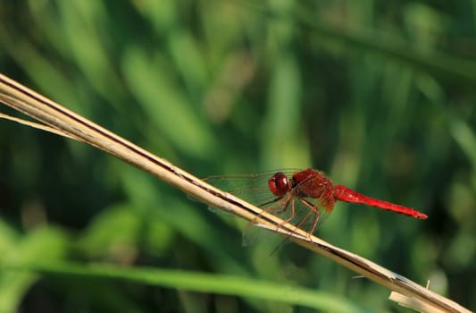 Beautiful typical scarlet dragonfly of Camargue, France