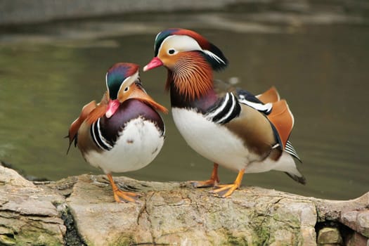 One mandarin duck cleaning the other while standing on rocks next to a pond