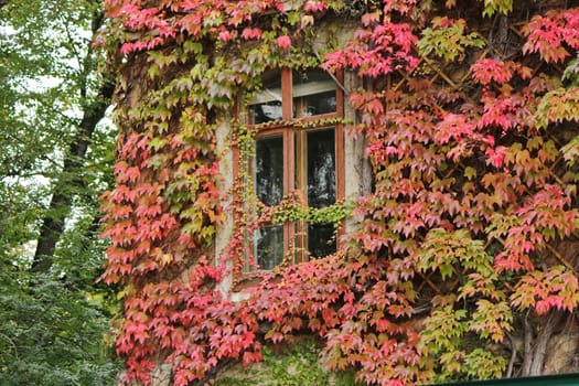 Close up of a window surrounded with colorful ivy autumn leaves next to woods