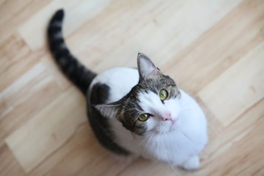 Cute cat looking up, focus on its eyes and nose.
