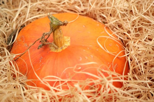 Close up of a pumpkin in straw