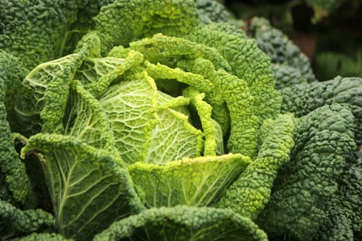 Close up of a beautiful green cabbage