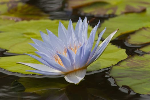 beautiful lotus In the pool