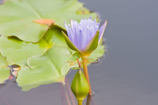 beautiful lotus In the pool